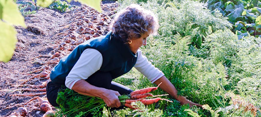 Barbara Damrosch picking carrots